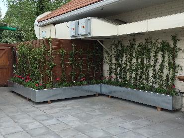 Major Plants Ltd - Gökyüzü Chingford - London - UK - Image 11