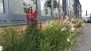 Major Plants Ltd - Gökyüzü Chingford - London - UK - Image 16