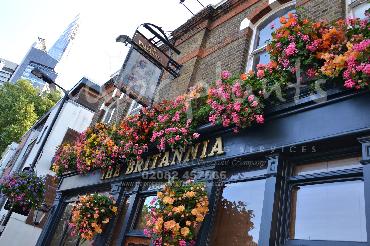 Major Plants Ltd - Hanging Basket Services - London - UK - Image 2