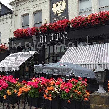 Major Plants Ltd - Hanging Basket Services - London - UK - Image 10