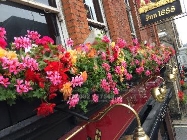 Major Plants Ltd - Hanging Basket Services - London - UK - Image 25