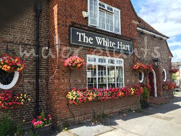 Major Plants Ltd - Hanging Basket Services - London - UK - Image 31