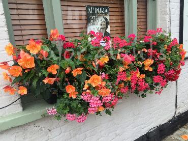 Major Plants Ltd - Hanging Basket Services - London - UK - Image 48