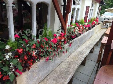 Major Plants Ltd - Hanging Basket Services - London - UK - Image 54