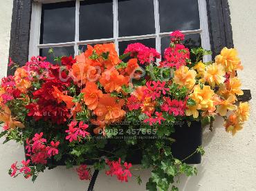 Major Plants Ltd - Hanging Basket Services - London - UK - Image 61