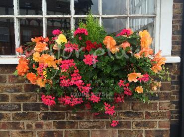 Major Plants Ltd - Hanging Basket Services - London - UK - Image 64