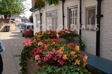 Major Plants Ltd - Hanging Basket Services - London - UK - Image 75