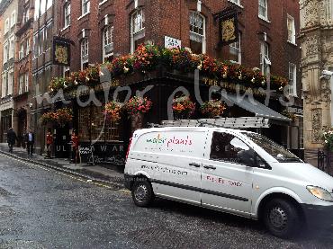 Major Plants Ltd - Hanging Basket Services - London - UK - Image 83