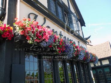 Major Plants Ltd - Hanging Basket Services - London - UK - Image 86