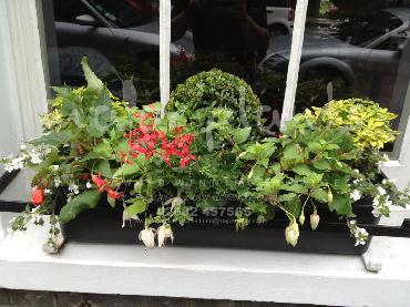 Major Plants Ltd - Hanging Basket Services - London - UK - Image 89