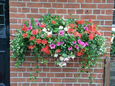 Major Plants Ltd - Hanging Basket Services - London - UK - Image 92