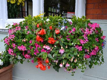 Major Plants Ltd - Hanging Basket Services - London - UK - Image 94