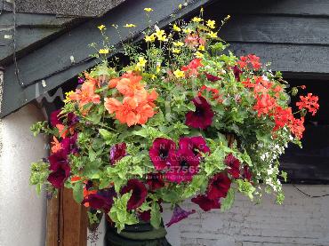 Major Plants Ltd - Hanging Basket Services - London - UK - Image 116
