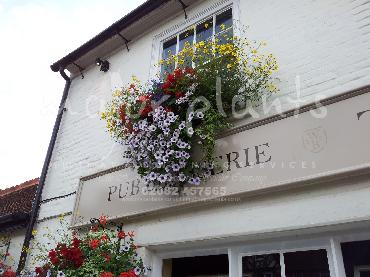 Major Plants Ltd - Hanging Basket Services - London - UK - Image 124
