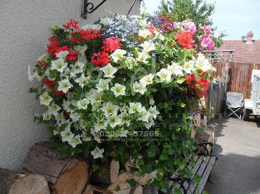 Major Plants Ltd - Hanging Basket Services - London - UK - Image 147