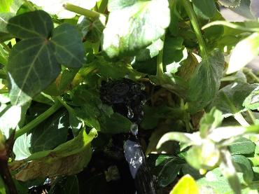 Major Plants Ltd - Irrigation Systems - London - UK - Image 1